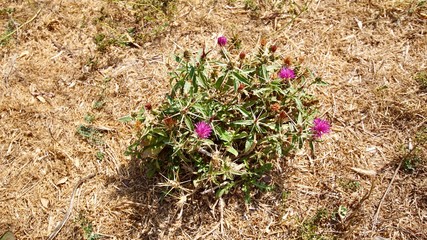 Distel