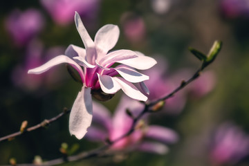 Magnolia blossom, springtime outdoor background