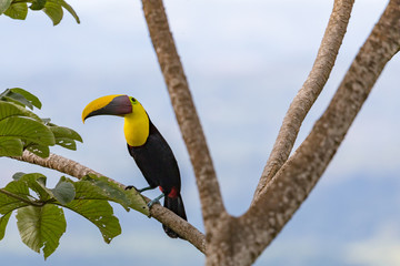 Swainson's Toucan, Chestnut-mandibled Toucan seen near Tarcoles river, Costa Rica