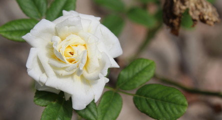 Rosa bianca nel giardino in Primavera