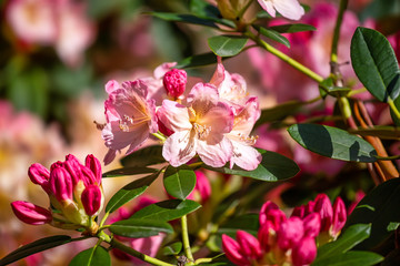 Pink oleander branch, landscape design, outdoor background