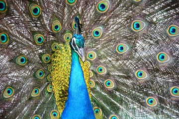 Obraz premium a peacock with feathers out