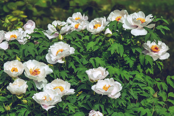 White peony bush, landscape design, outdoor background
