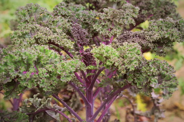 Fresh vibrant purple kale growing in a vegetable garden
