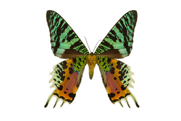 Color beautiful butterfly flying, isolated on white