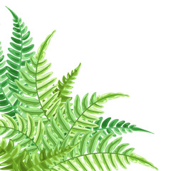 Background with fern leaves.