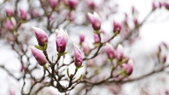 Flowers of pink magnolia mowing in gentle breeze. Pink magnolia tree