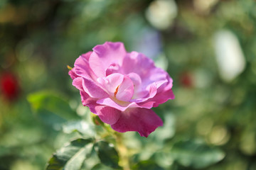 Beautiful wild roses flower in the garden