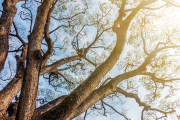 The big tree shade or branch with the blue sky background in the sunny day. 