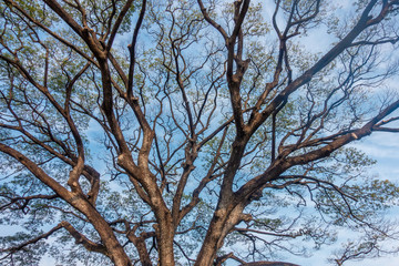 The big tree shade or branch with the blue sky background in the sunny day. 