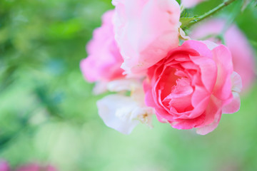Beautiful pink roses flower in the garden