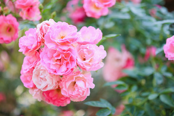 Beautiful pink roses flower in the garden