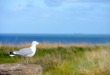 seagull close up on the seashore