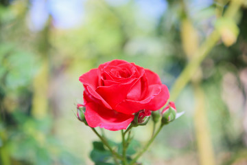 Beautiful red roses flower in the garden