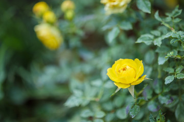 Beautiful yellow roses flower in the garden