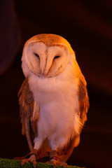 barn owl (Tyto alba)