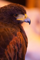 golden eagle (Aquila chrysaetos)