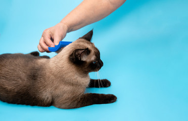 an elderly woman combs the hair of a Siamese cat on a blue background