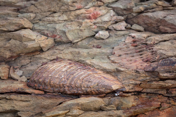Fototapeta premium Trilobite Fossil. Karoo, Western Cape, South Africa