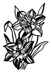 Set of line drawing narcissus, vector illustration. Easter and spring decoration element. Summer flowers.