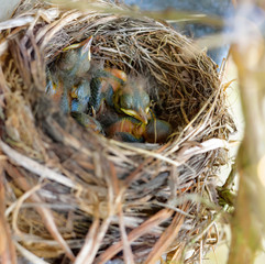 chicks in their nest