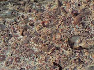 Fossilised shells, plants and Crinoids. Karoo, Western Cape, South Africa.