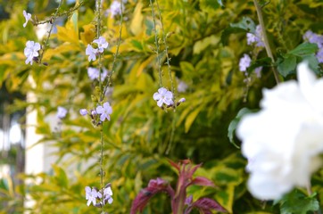 flowers in a garden