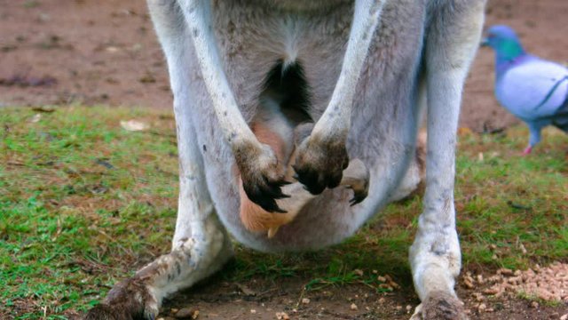 Front view of baby kangaroo inside mother's pouch (grey fur)