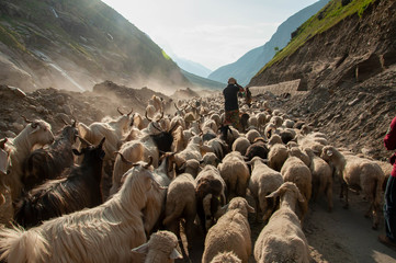 Sheep herd in Leh