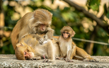 Fototapeta na wymiar Monkey family