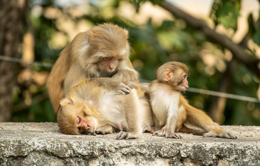 Naklejka premium Monkey family