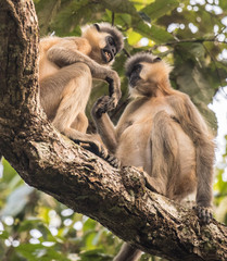 Monkey