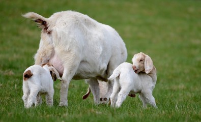 Obraz premium goats on the meadow