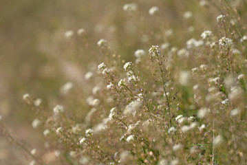 Fototapeta premium Shepherd's purse flower and fruit, Capsella bursa-pastoris
