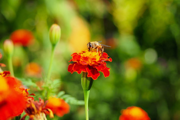 Extreme close-up Alone Bee on yellow red orange flower in green garden