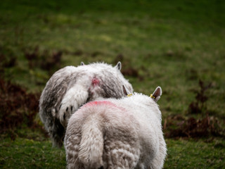 Fototapeta premium Scotish Sheep