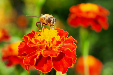 Extreme close-up Alone Bee on yellow red orange flower in green garden