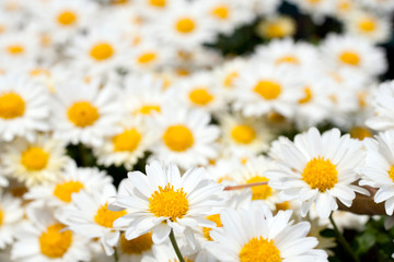 Close up shot of a white daisy flower