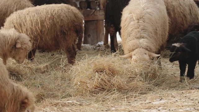 happy purebred sheep go hay in the shed
