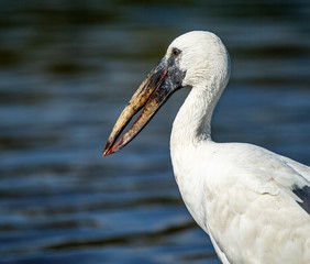 Open billed stork