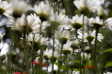 Close up shot of a white daisy flower