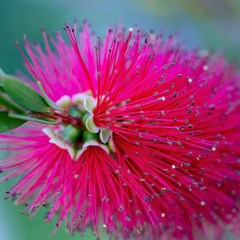 Obraz premium beautiful tropical flower 