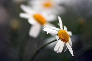 Close up shot of a white daisy flower