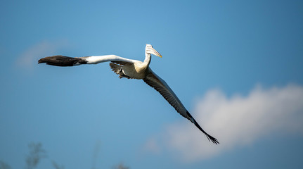 Pelican in flight
