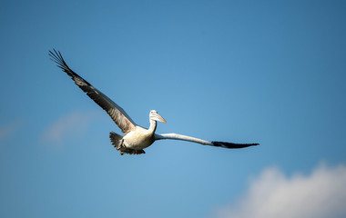 Pelican in flight