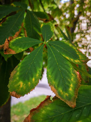 A large green leaf with a brown border growing on a tree and consisting of five parts