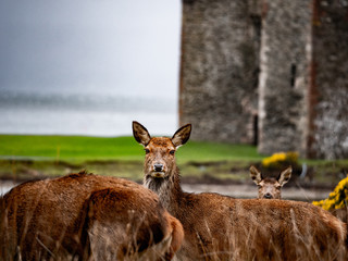 Cervid Deer Big Breasts Female