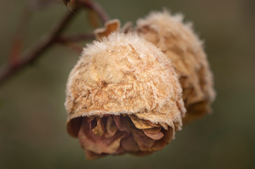 Deborah Erne Goldziitfotografie