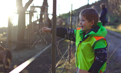 a boy gives the grass to a yellow goat while the goat looks at him curiously, safety vest © Tsend-Ayush