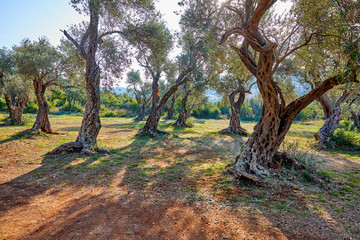 old olive trees in the Montenegro